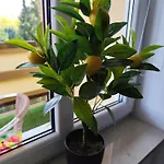 Cocon Apartman Zeitz