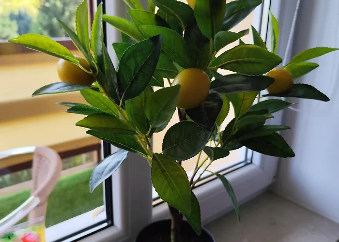 Cocon Апартаменты Цайц